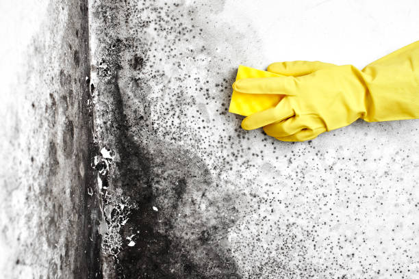 Best Local Mold Removal Service  in Hicksville, NY