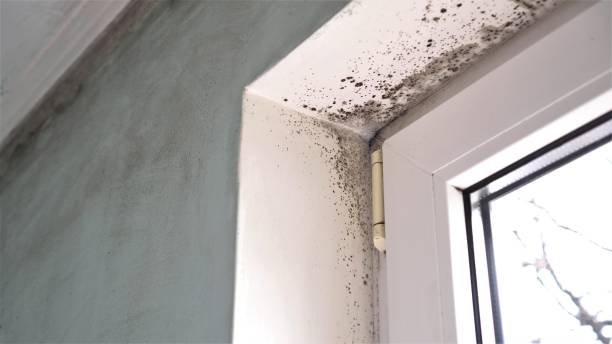 Best Mold Testing  in Hicksville, NY