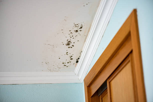 Best Crawl Space Mold Removal  in Hicksville, NY
