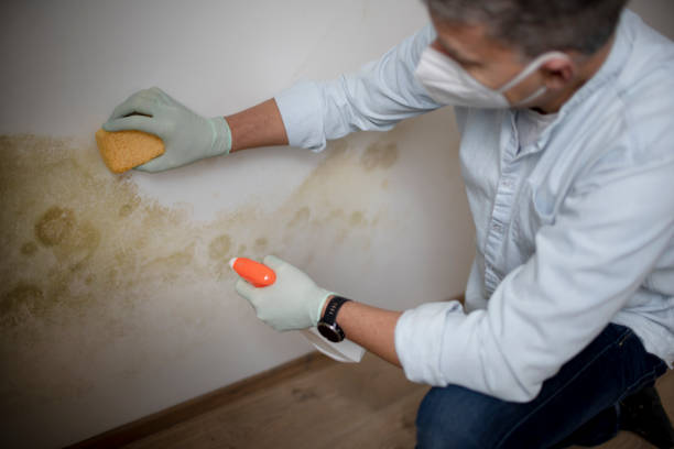 Best Same-Day Mold Removal  in Hicksville, NY