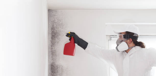 Trusted Hicksville, NY Mold Removal Experts