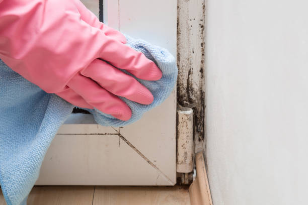 Best Office Mold Removal Services  in Hicksville, NY