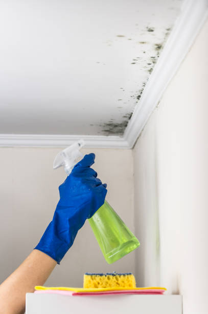 Best Home Mold Removal  in Hicksville, NY