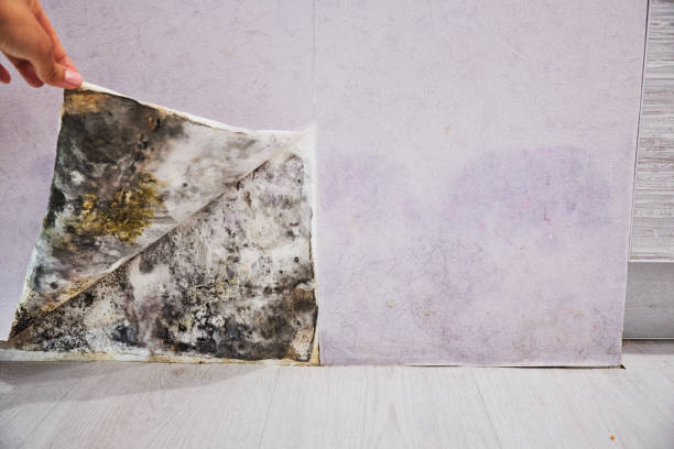 Best Professional Mold Removal  in Hicksville, NY
